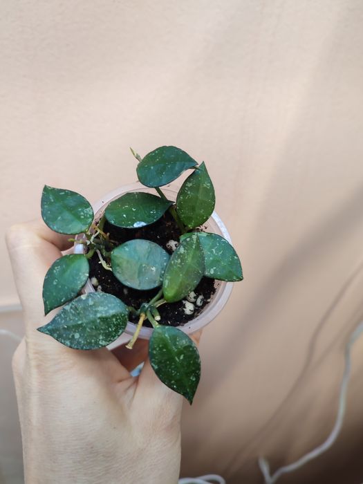 Отростки хойя, дисхидия, эпипремнум