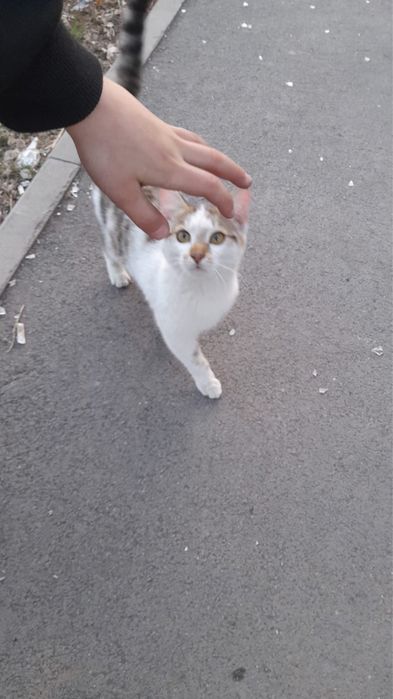 Отдам кошку бесплатно