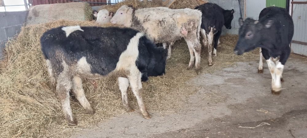 Taurasi si Vitele de crescut