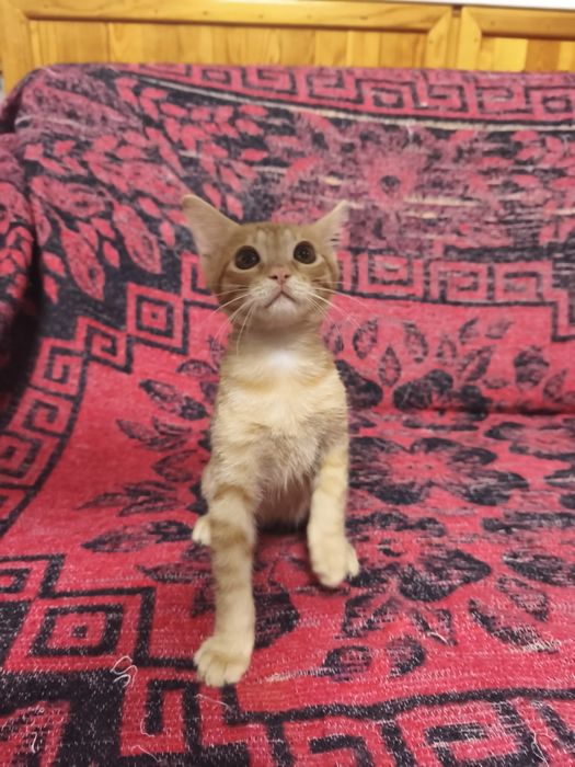Отдаем котика, в добрые и заботливые руки