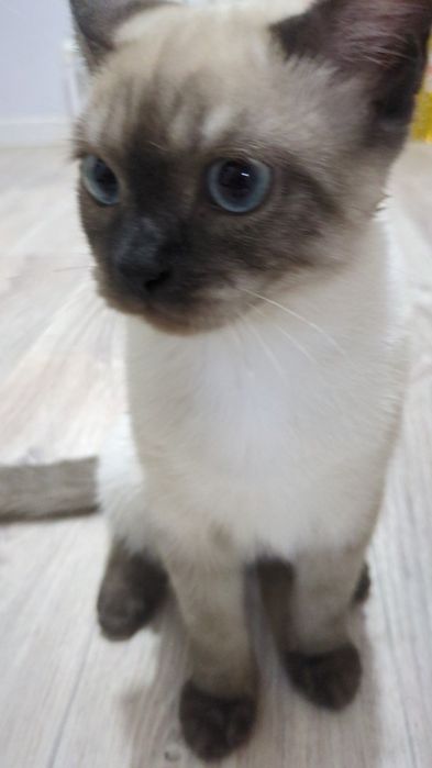 Кот 4 месяца в добрые руки