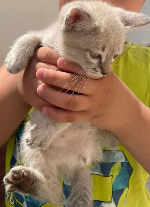Отдам котят в добрые руки