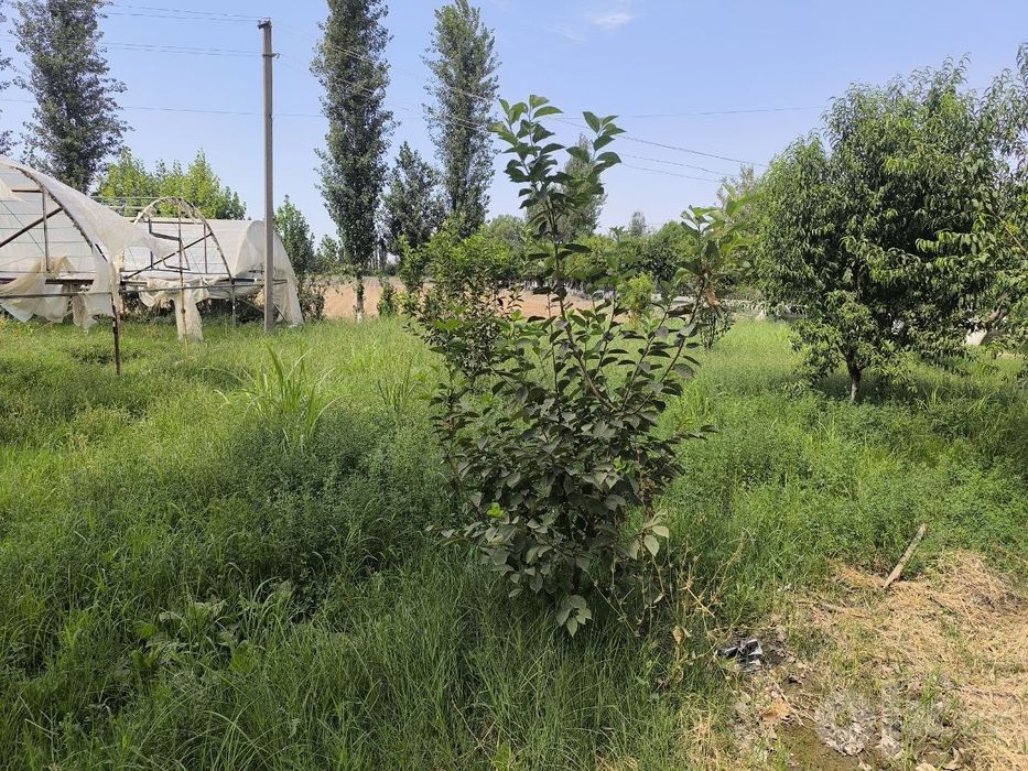 Noturar yer sotiladi Bekobod tumani Nazarboy MFY 30 sotix
Bekobod tuma