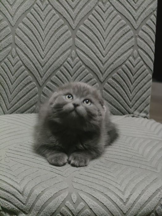 Скотти Фолд Самый ласковый в мире !