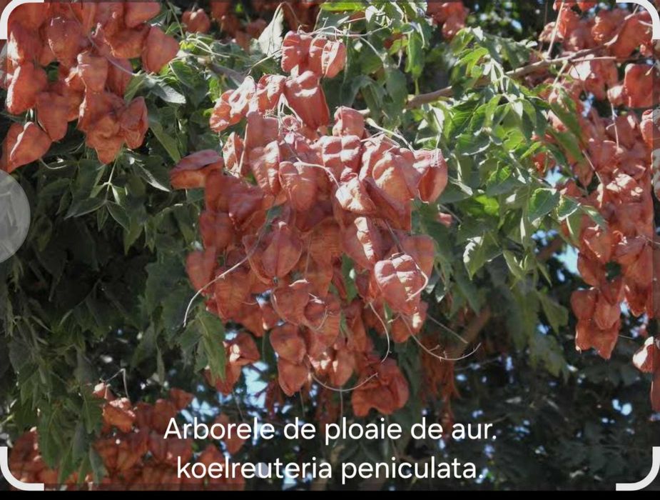 seminte de arbore de ploaie