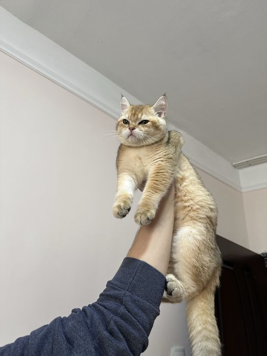 Brtanska shinshila sotlad