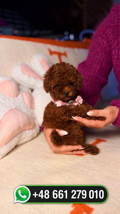 Истински Teacup Poodle – Гарантирано малък размер, Premium качество