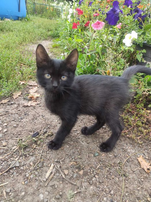 Отдам котят в добрые руки