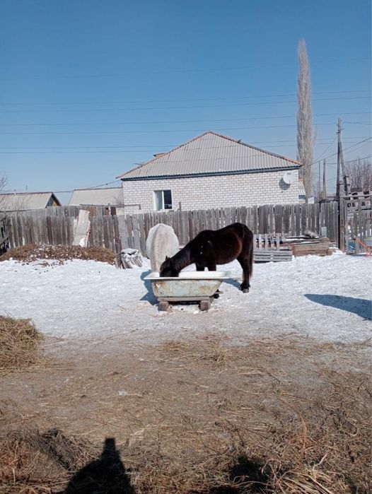 Срочно Продам 4 лошади