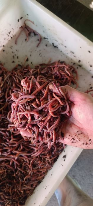 Черви Дендрабена