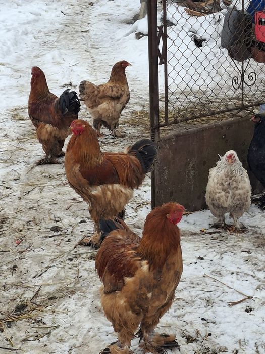 Vând cocoși rasa brahma