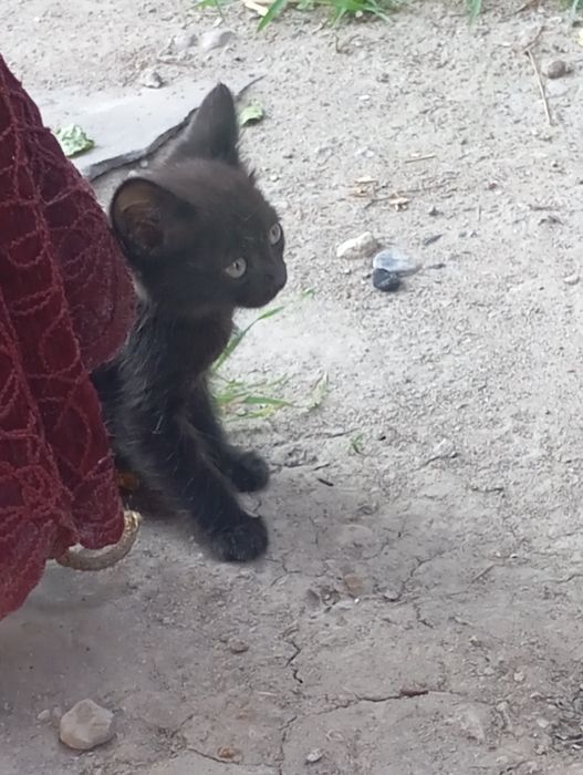 Отдам  черного котенка
