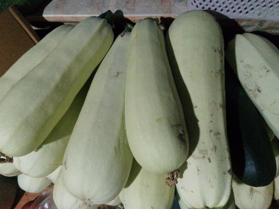 Продам молодые кабачки