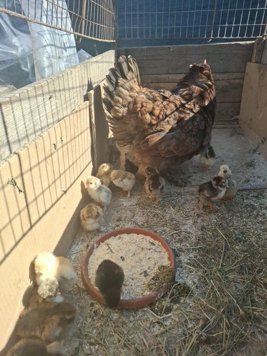 Vând cloșcă cu 19 pui