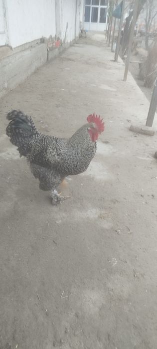 Ху́роз  брама зотли