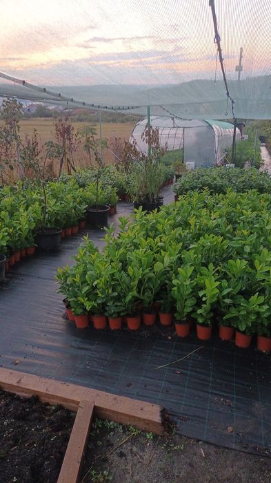 Gard viu de la producator Leylandii,Photinia  și Prunus