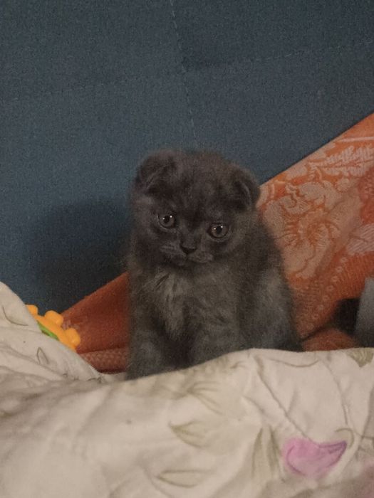 Шотландские вислоухие