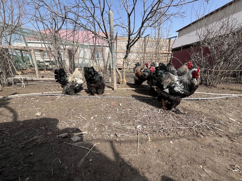 Петух брама 2 штуки