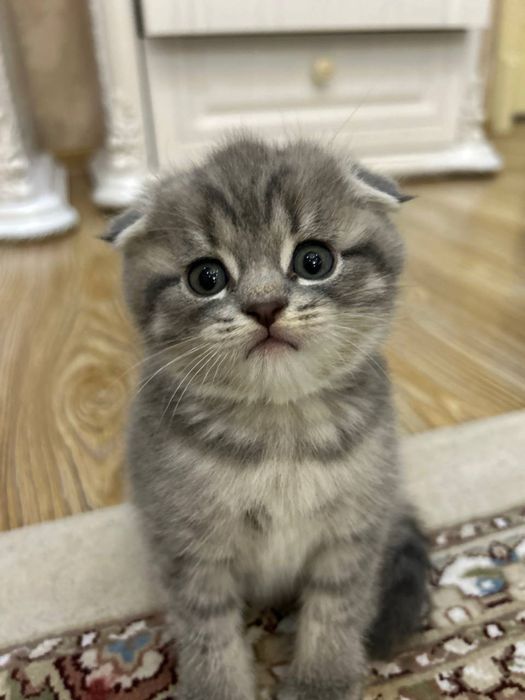Продаются котята скоттиш фолд