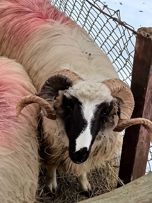 Schimb un mior breaz