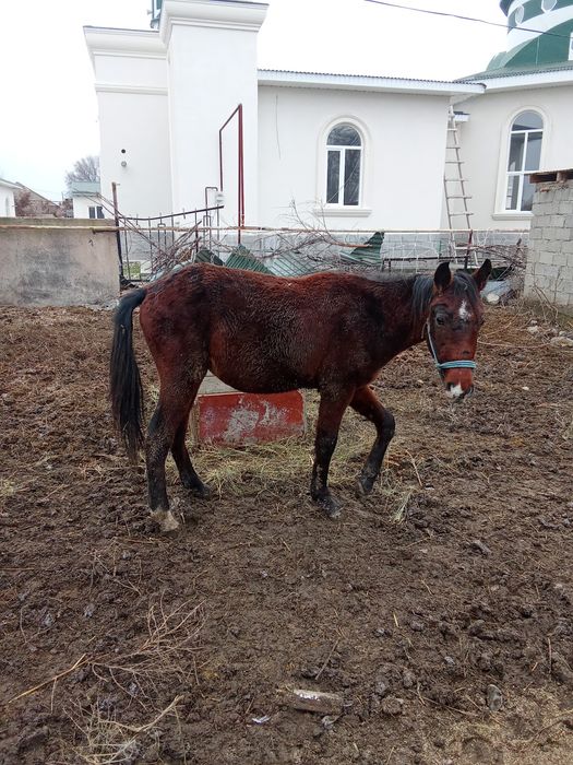 Тайлар бордакылар