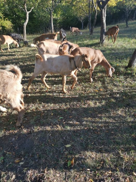 Vind tap anglonubian de 1 an bun de monta
