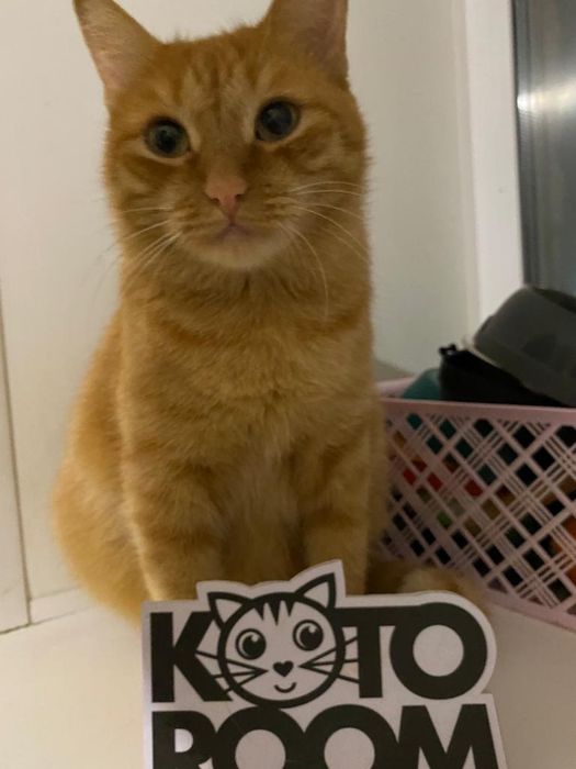 Кошка Бренда ищет дом