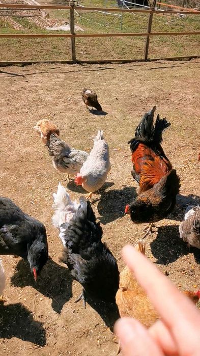 Oua de incubat diferite rase de gaini