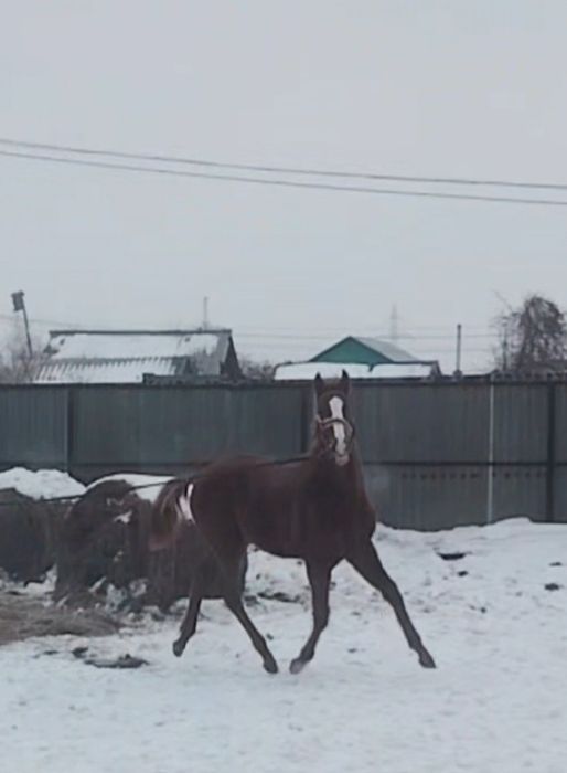 Продам жеребенка ЧК.