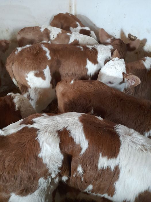 Taurasi si vitele baltati