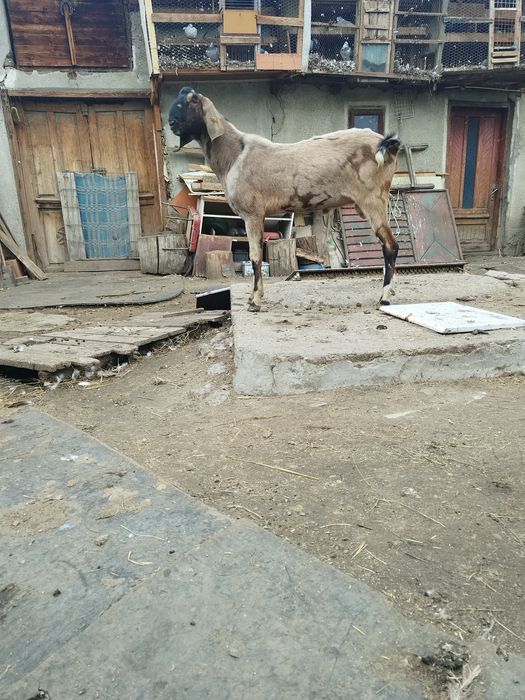 Tap anglo nubian cu pedigree