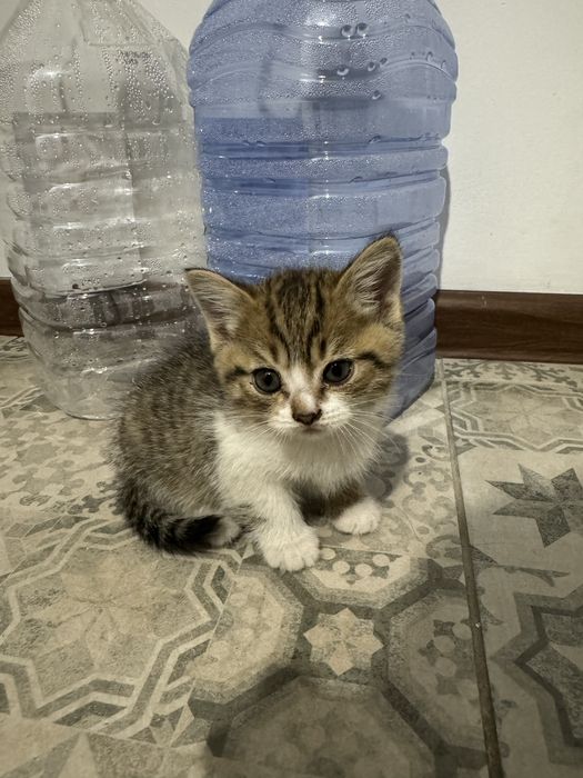 Отдам даром котенка