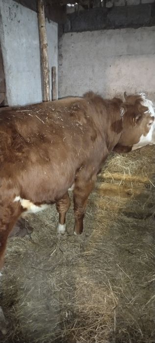 Продам двух быков с откорма