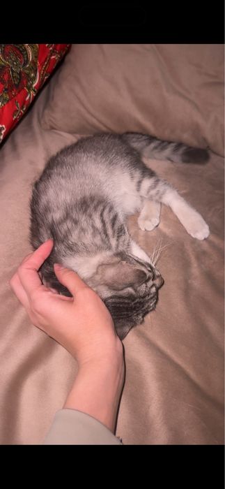 отдам даром Котенок девочка