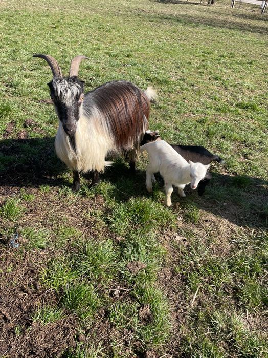 Vindem capre cu iezi