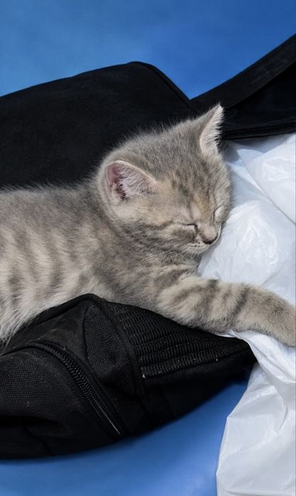 2 котенка девочки Бесплатно!