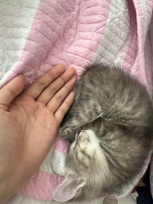 Отдаю котенка бесплатно (+лоток) 2 месяца, девочка