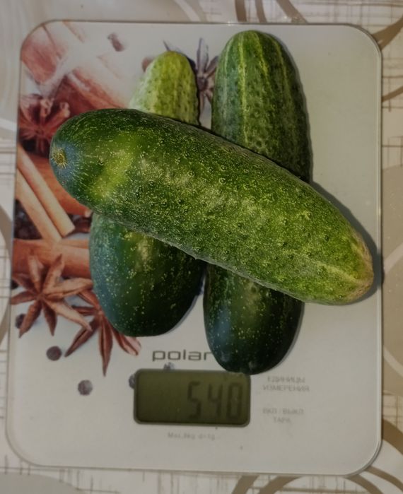 Продам огурцы дачеые
