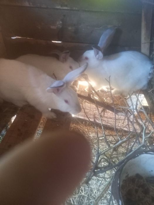 продам кроликов девочки