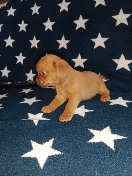 Срочно продам щенков!