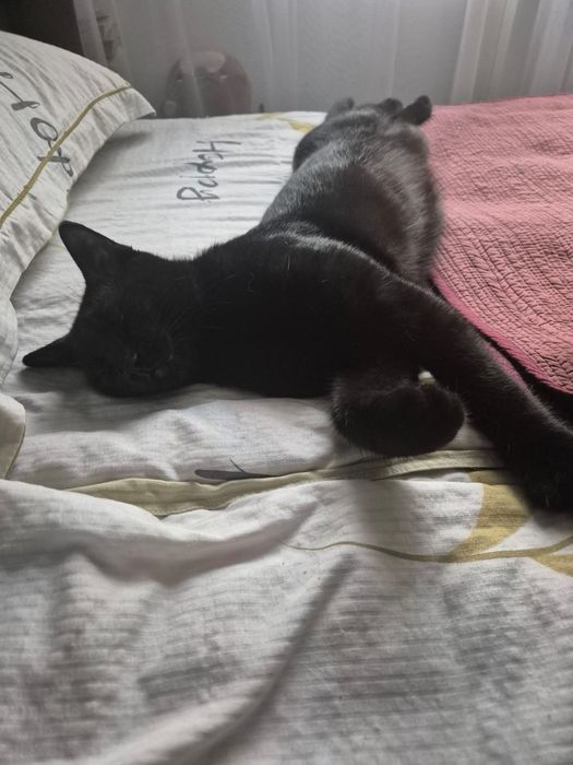 Отдаём кота прямоухого в хорошие руки