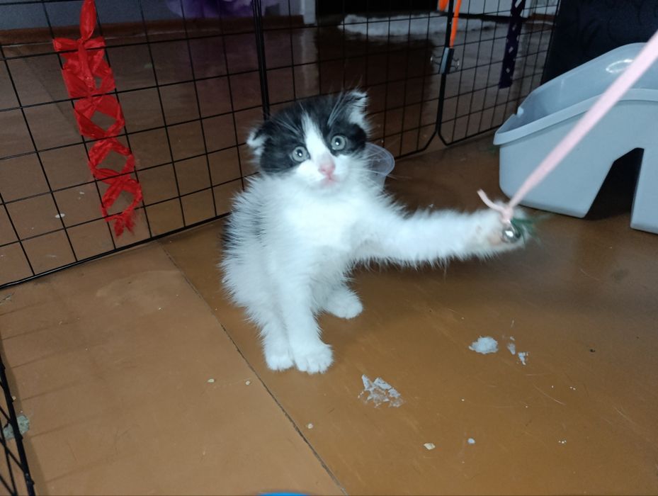 Скотиш фолд смешанные в руки