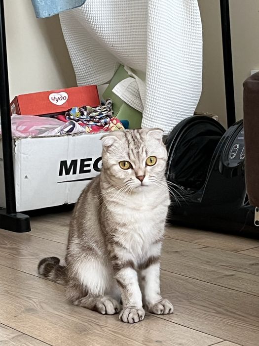 Шотландаская вислоух кошка с паспортом