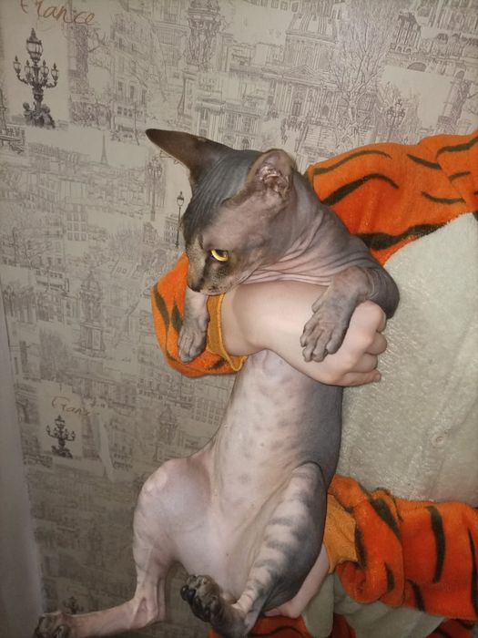 Канадский сфинкс вязка