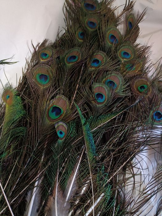 Vând păuni maturi pentru reproducere și pene de păun.