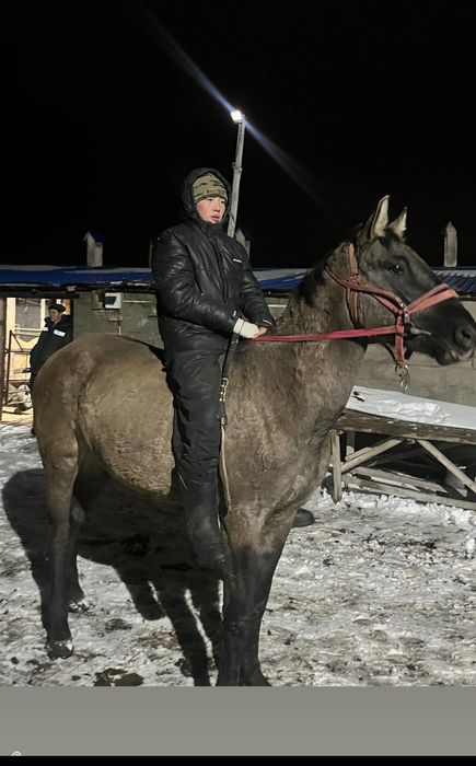 Жуас мінгі жылқы сатылады