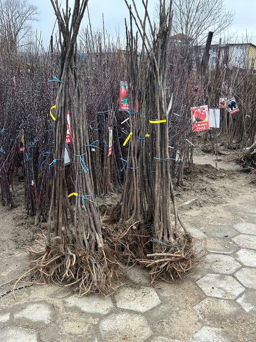 Смокиня сорт Черна Бурса и Далматинска