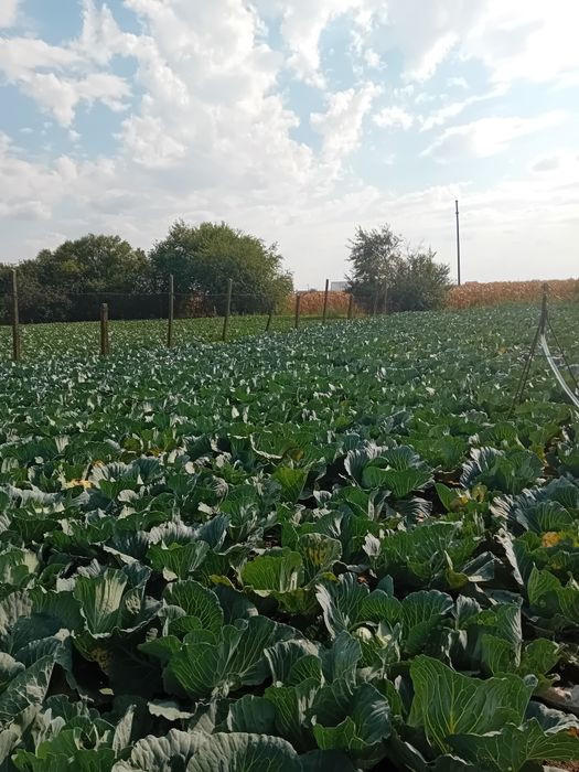 Vând varză! Prețul este negociabil