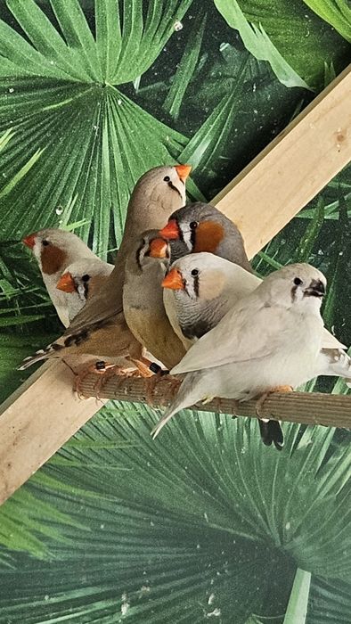 Desfiintez crescatorie