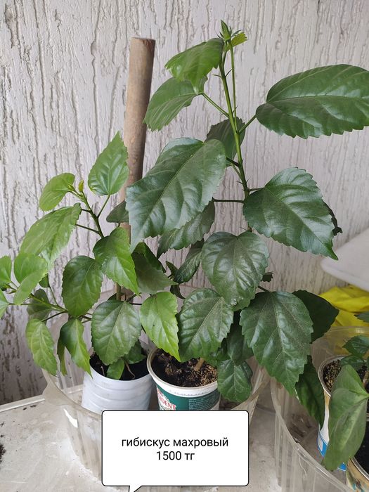 Продам комнатные  цветы